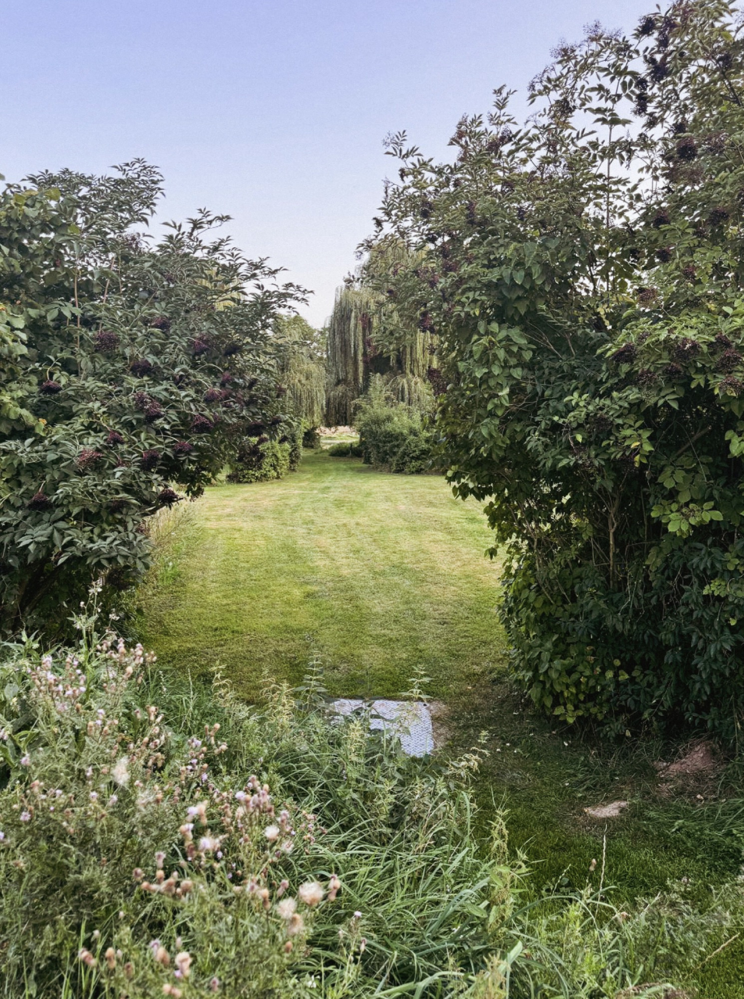 Wiesenweg zwischen Bäumen