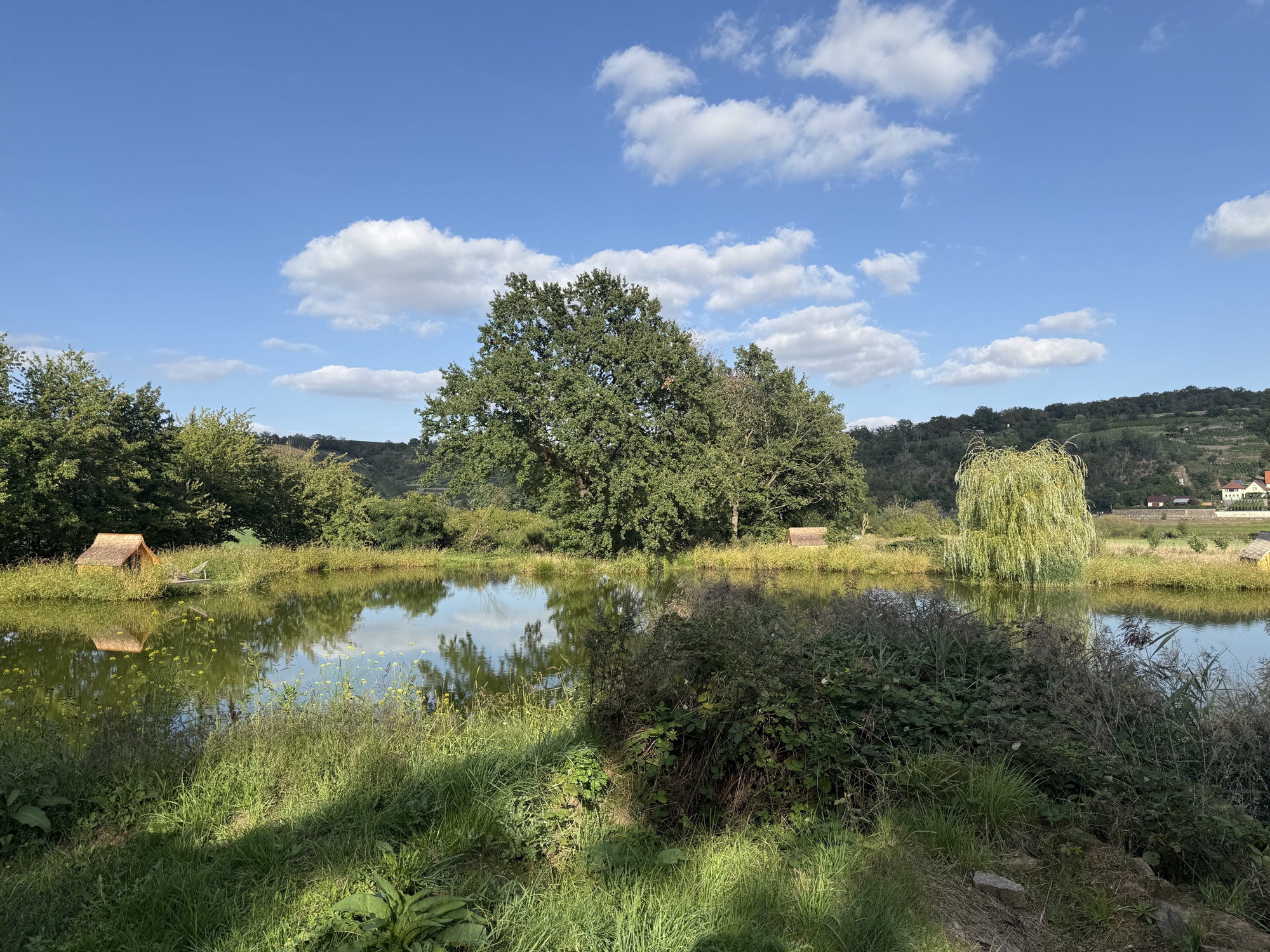 Wiese und Teich im Sommerlicht