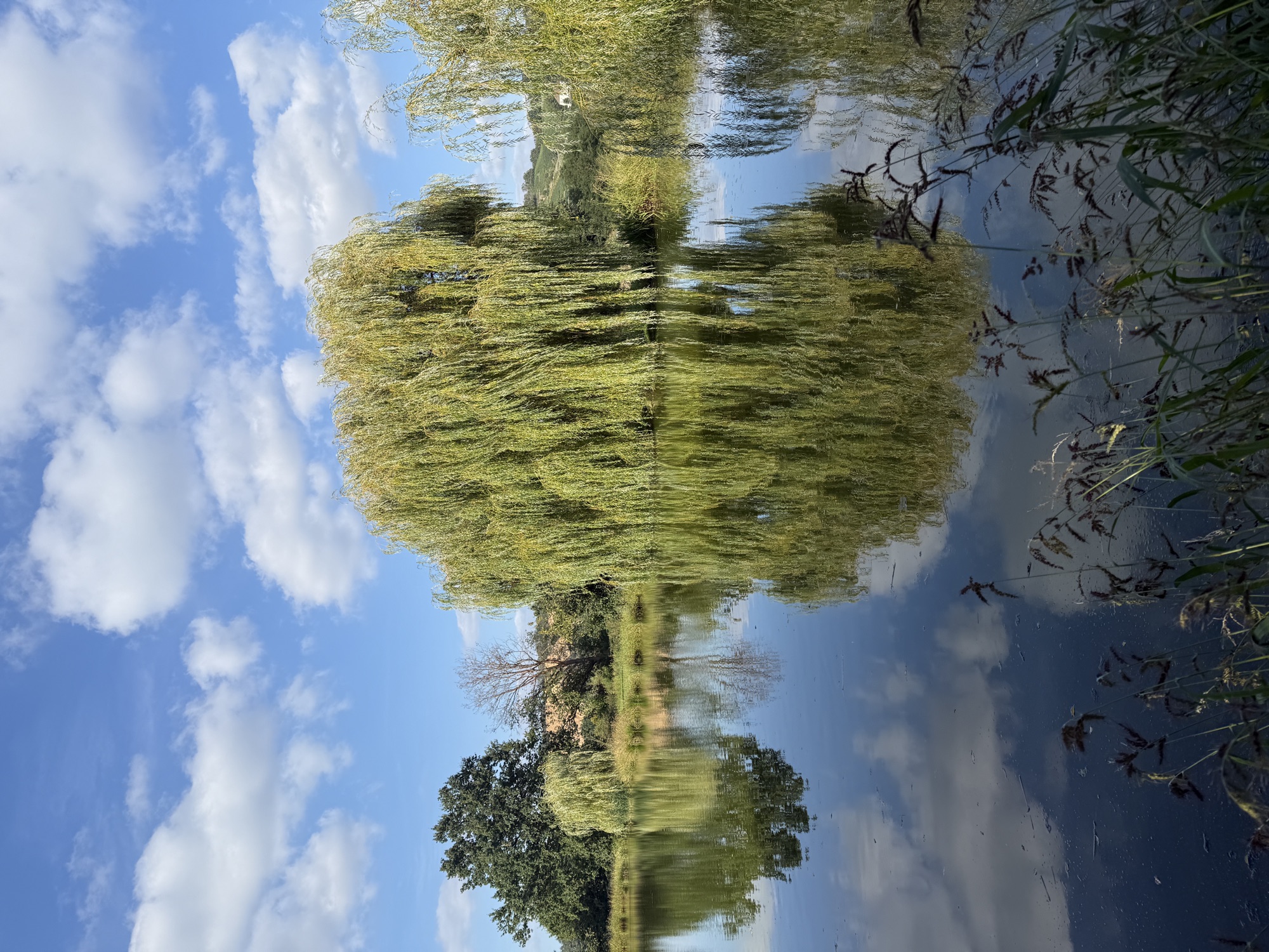 Weide spiegelt sich im Teich